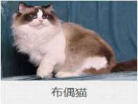 保定安双商贸有限公司