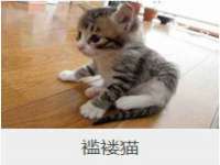 保定安双商贸有限公司