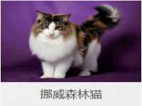 保定安双商贸有限公司