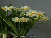 保定安双商贸有限公司