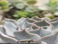 保定安双商贸有限公司