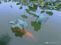 保定安双商贸有限公司