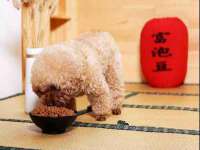 保定安双商贸有限公司