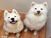 保定安双商贸有限公司