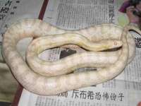 保定安双商贸有限公司